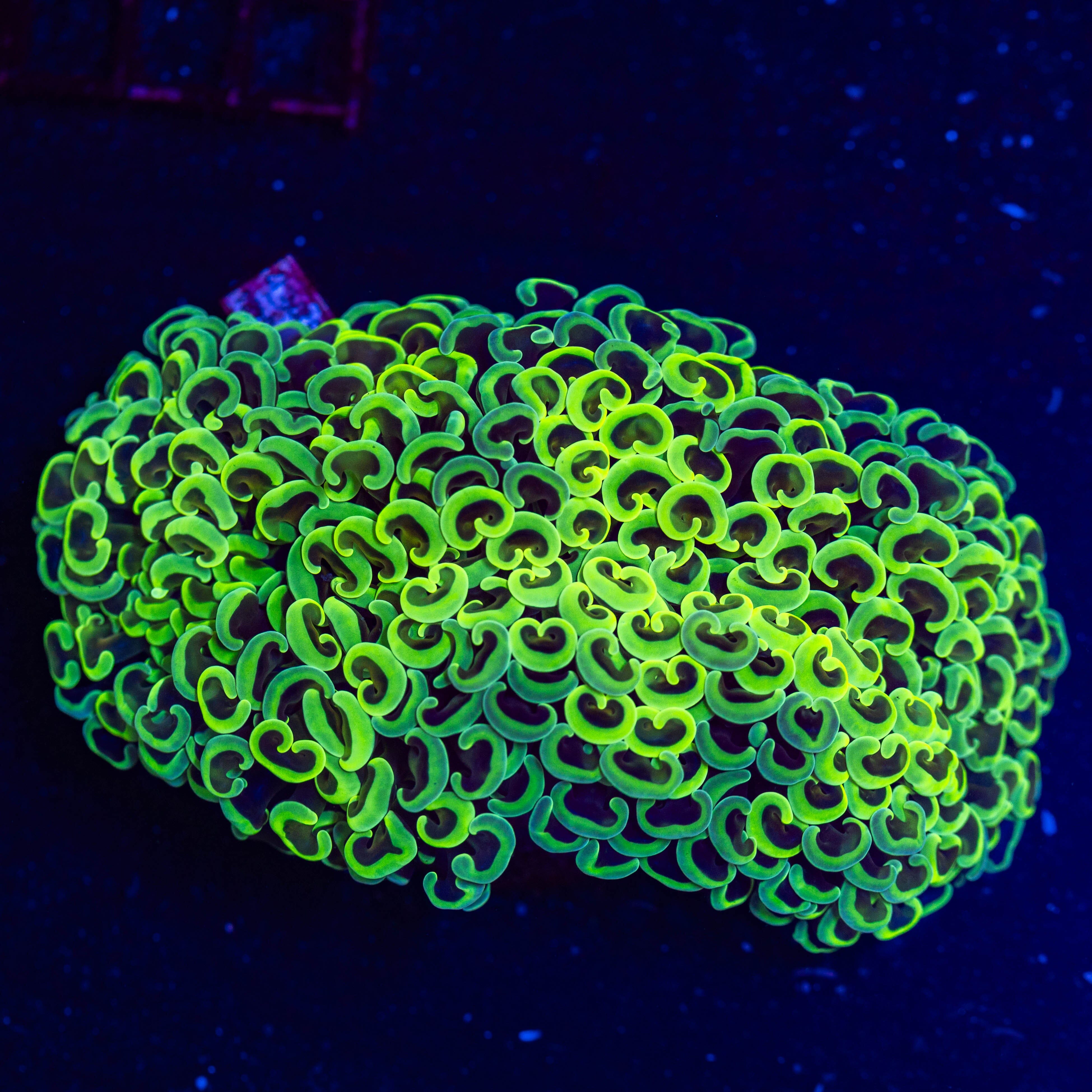 Yellow Wall Hammer 5A - WYSIWYG Reef Lounge USA 