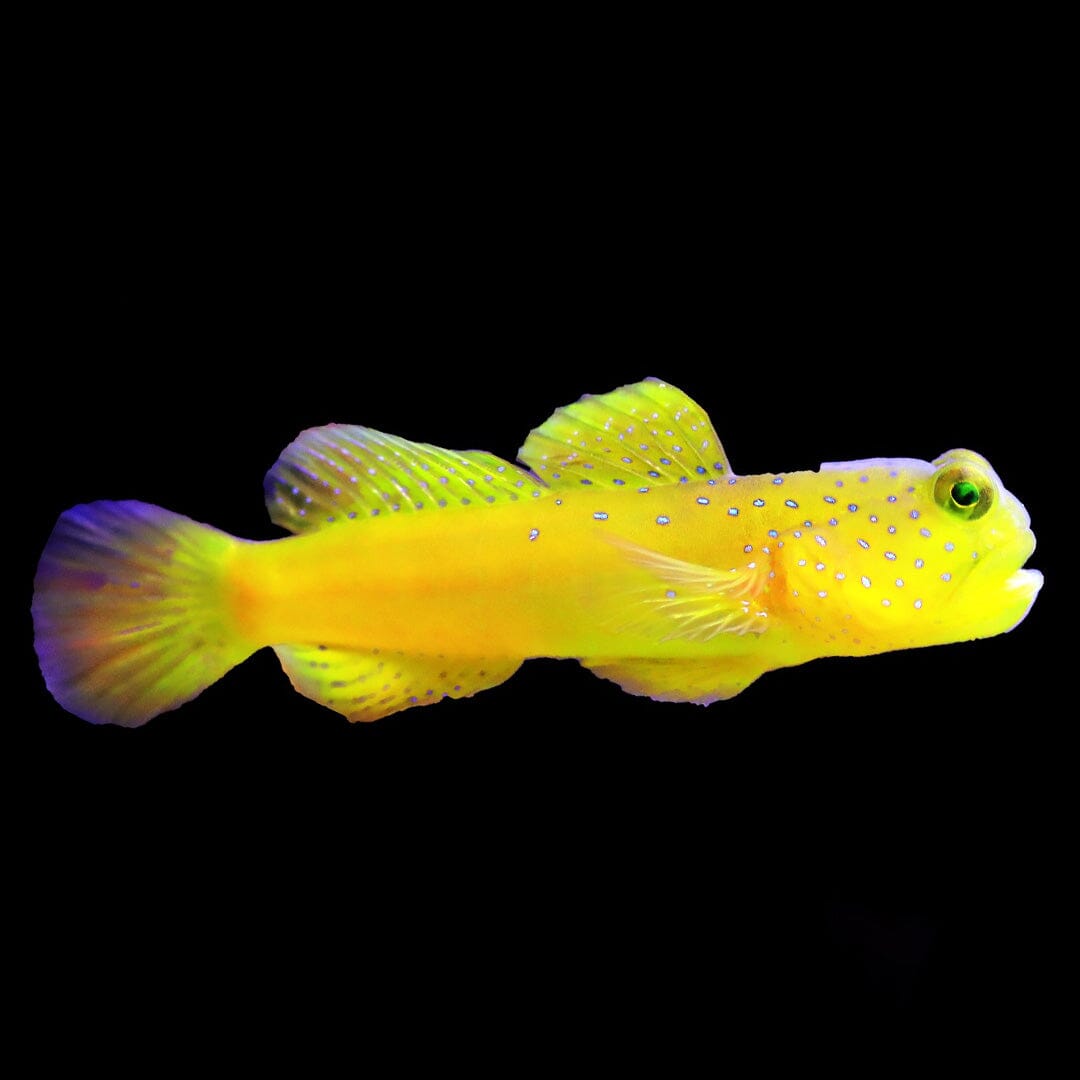 Yellow Watchman Goby Fish Reef Lounge USA 