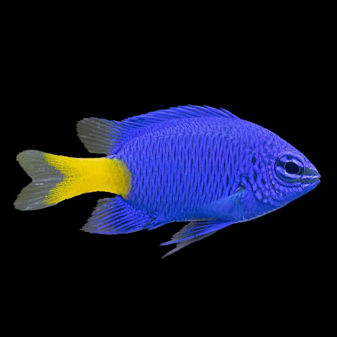 Yellowtail Damselfish Fish Reef Lounge Coral 