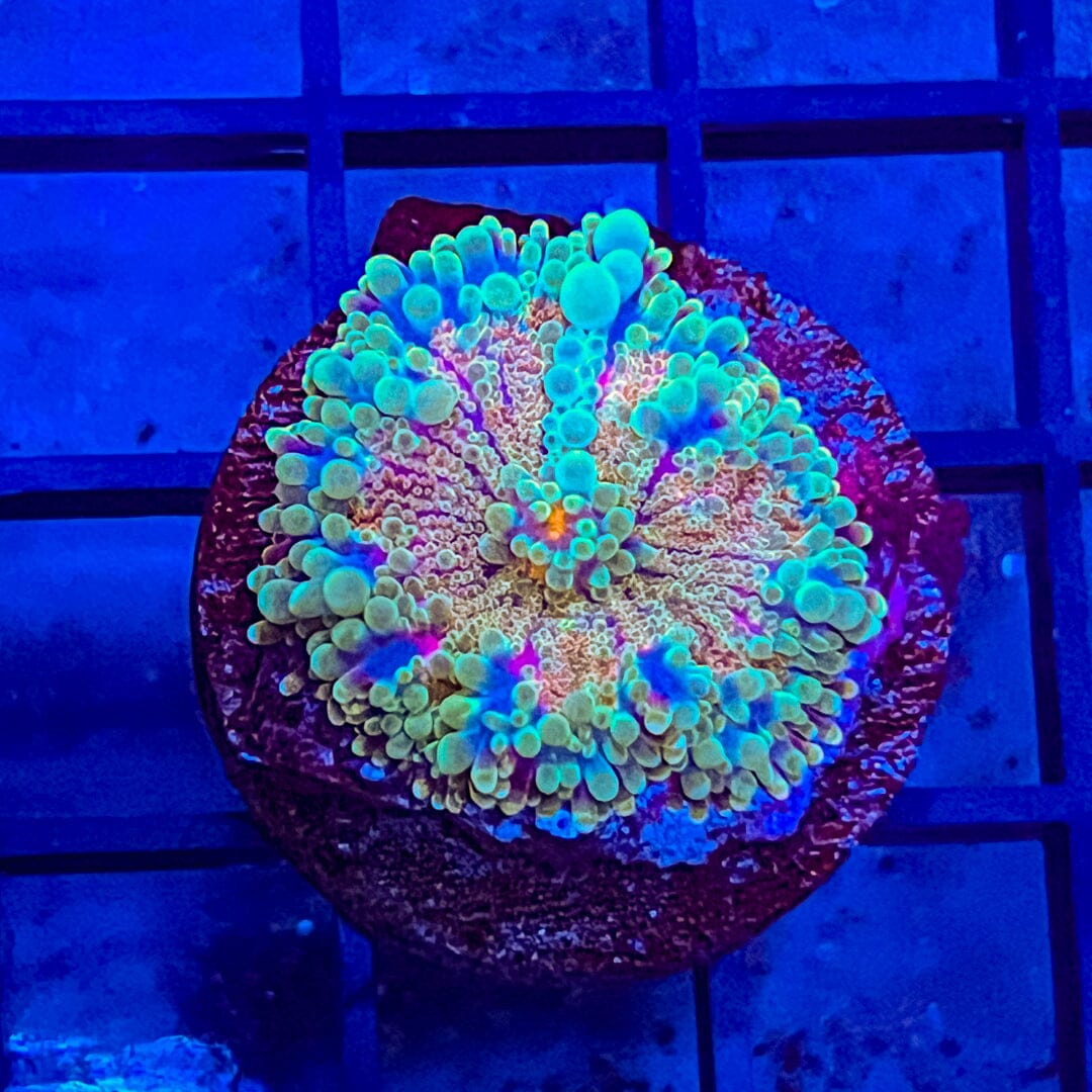 Yuma A4 (WYSIWYG) Reef Lounge Coral 