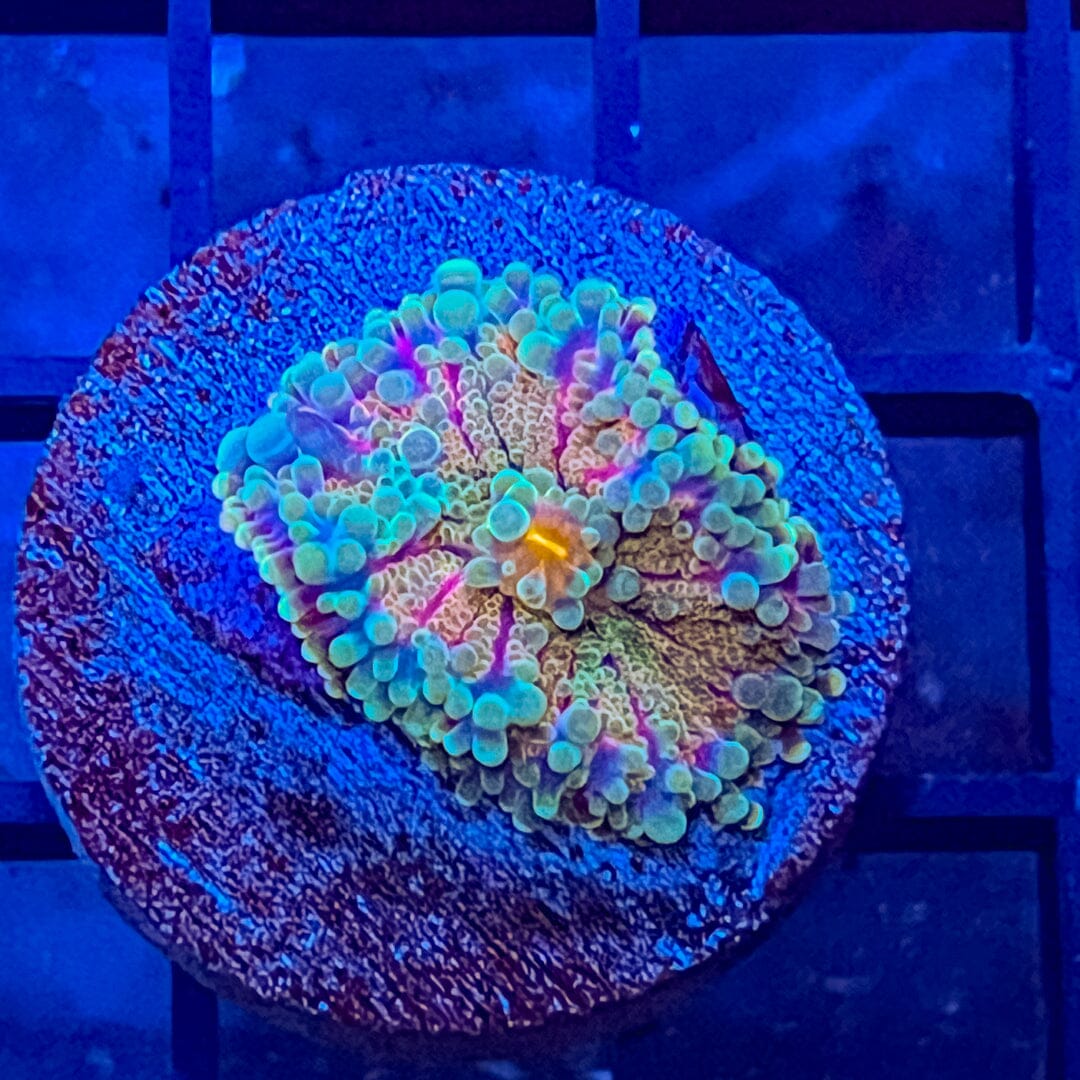 Yuma A6 (WYSIWYG) Reef Lounge Coral 