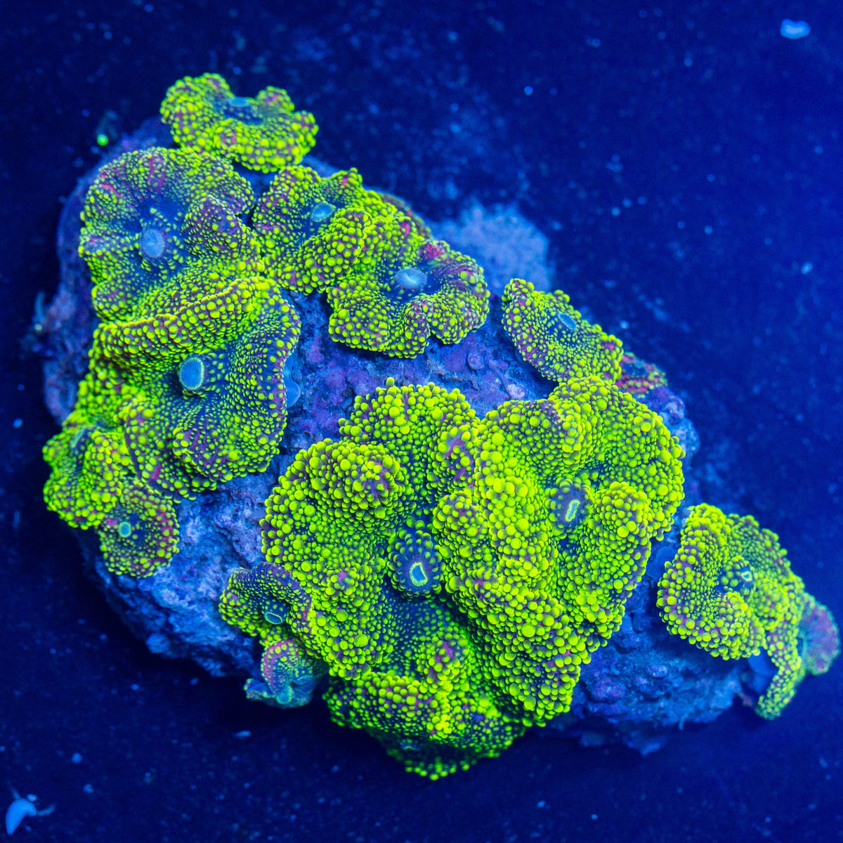 Yuma Mushroom Colony 1A - WYSIWYG Reef Lounge Coral 