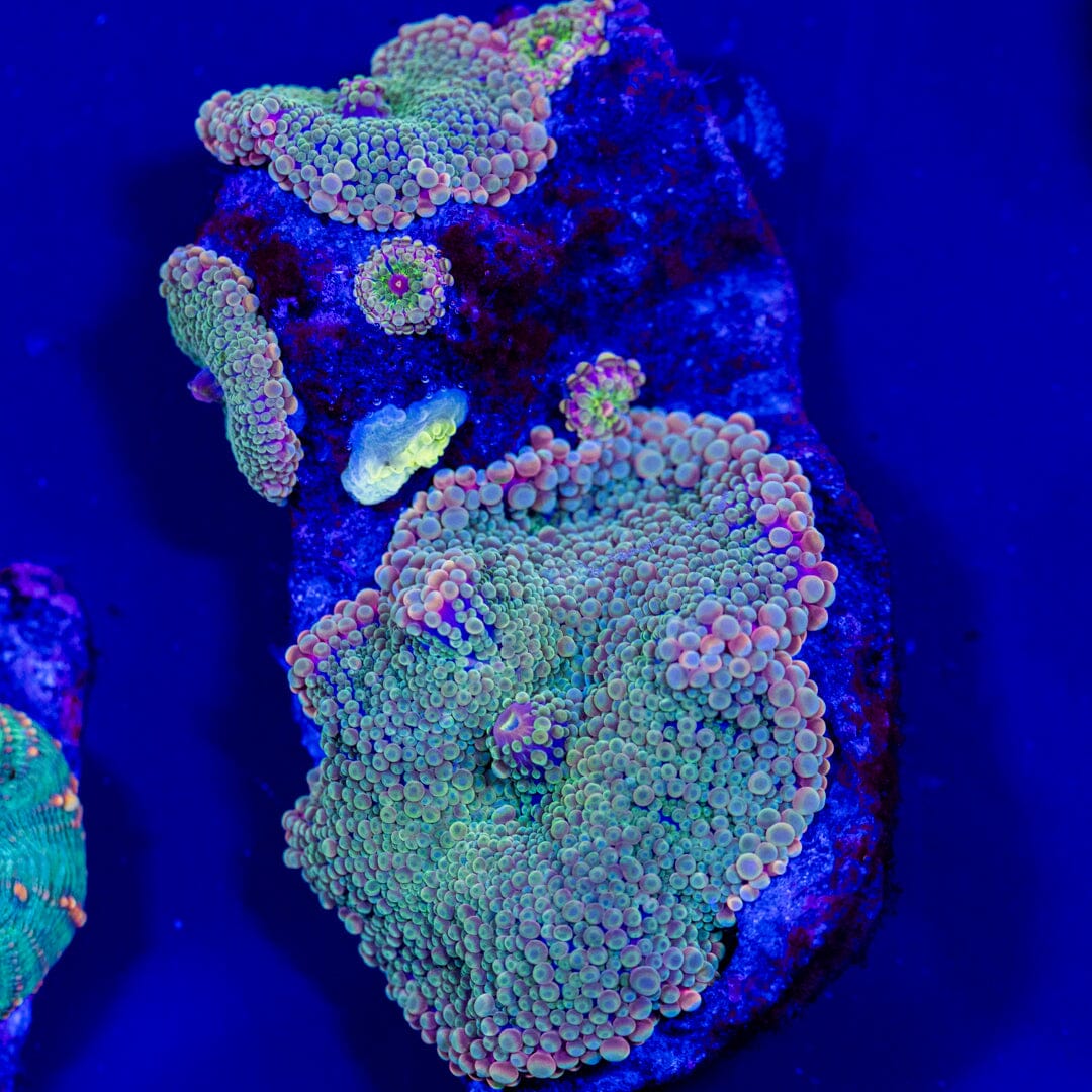 Yuma Mushroom Colony 1B - WYSIWYG LPS Coral Reef Lounge USA 