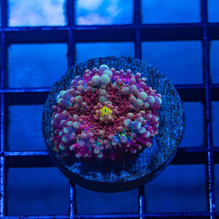 Yuma Mushroom - WYSIWYG Frag Reef Lounge Norco 