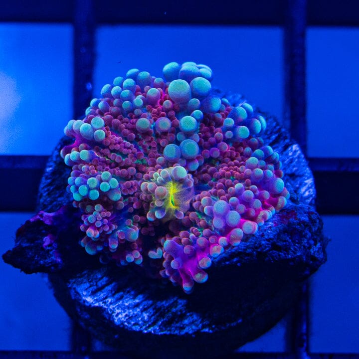 Yuma Mushroom - WYSIWYG Frag Reef Lounge Norco 