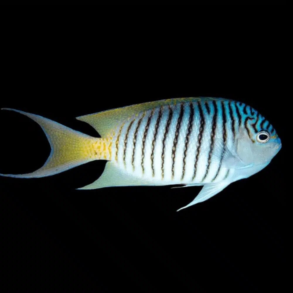 Zebra Swallowtail Angelfish Fish Reef Lounge USA 