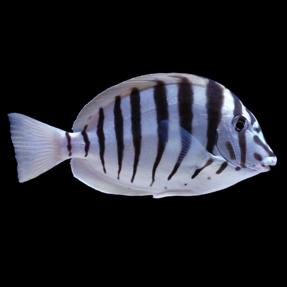 Zebra Tang Fish Reef Lounge USA 