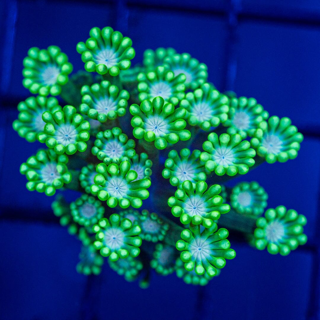 Zelda Alveopora 1A - WYSIWYG Reef Lounge Coral 