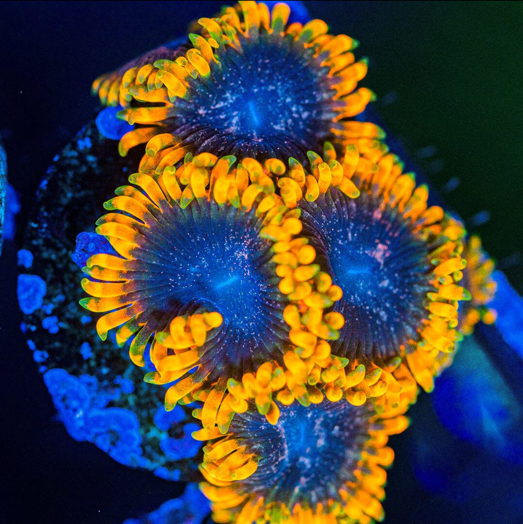 Ziggy Marley Zoanthids Zoa Reef Lounge USA 