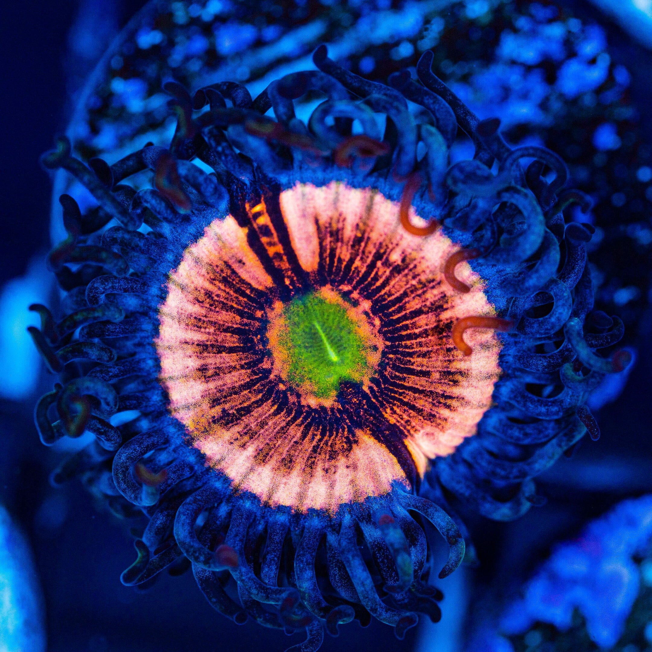 High End Zoa Pack - D