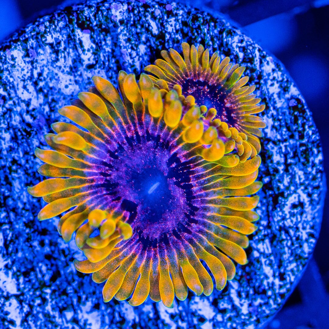 High End Zoa Pack - E