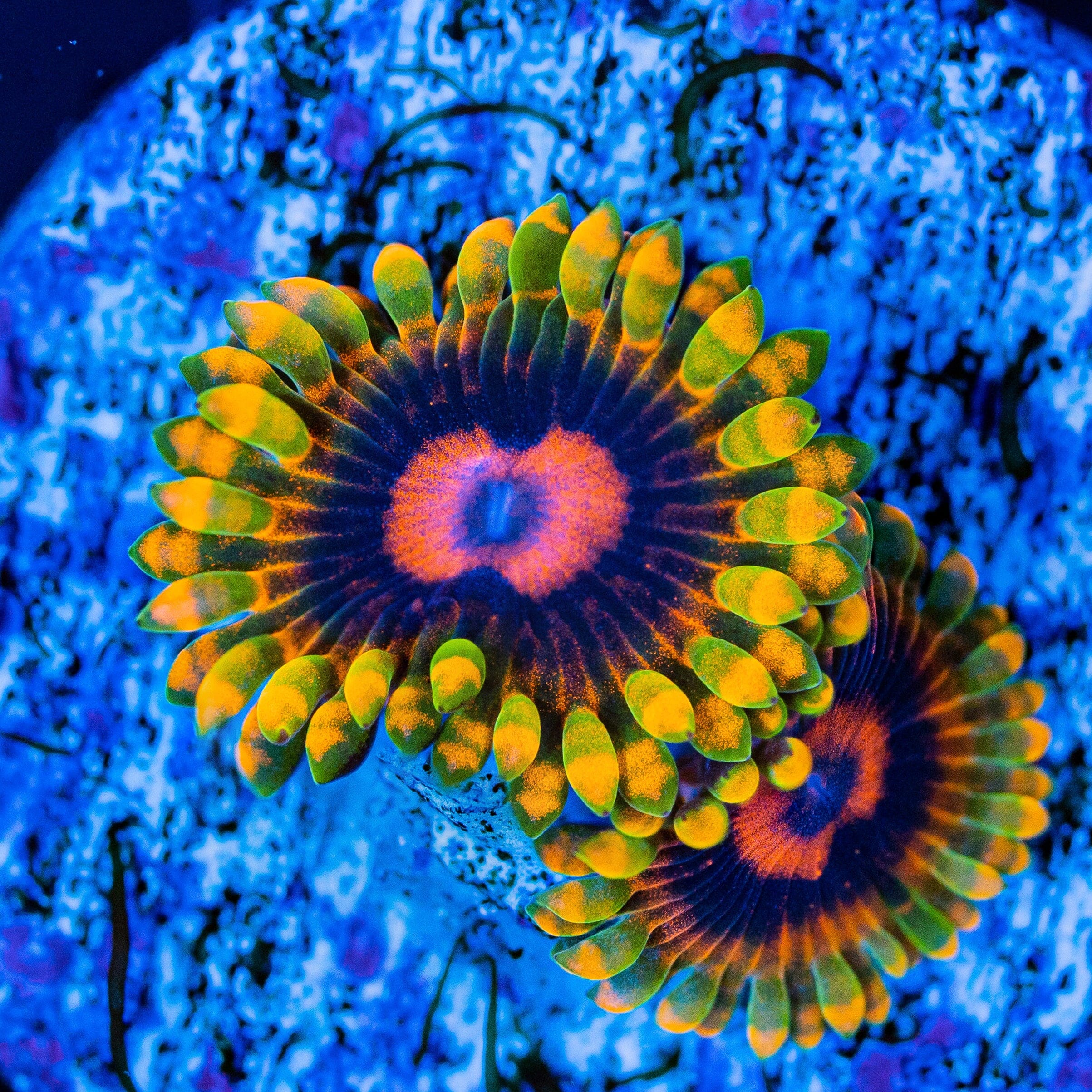 High End Zoa Pack - E