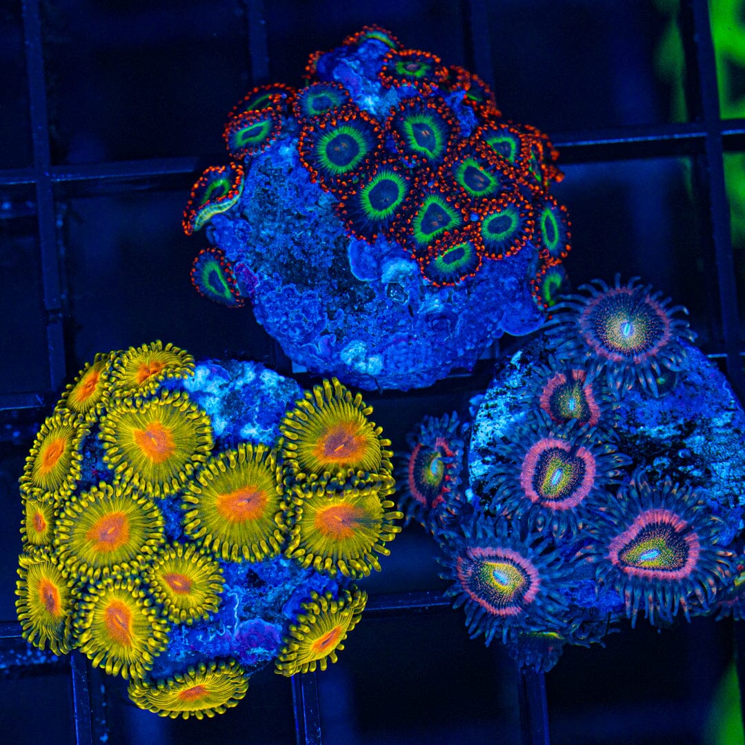 Zoanthid Variety Pack 1A - WYSIWYG Reef Lounge Coral 