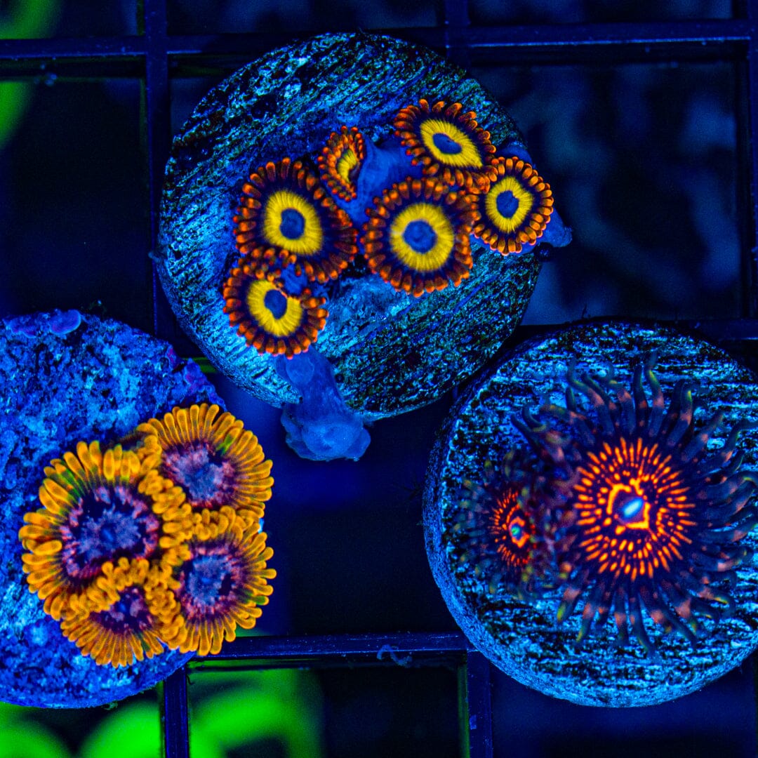 Zoanthid Variety Pack 1B - WYSIWYG Reef Lounge Coral 