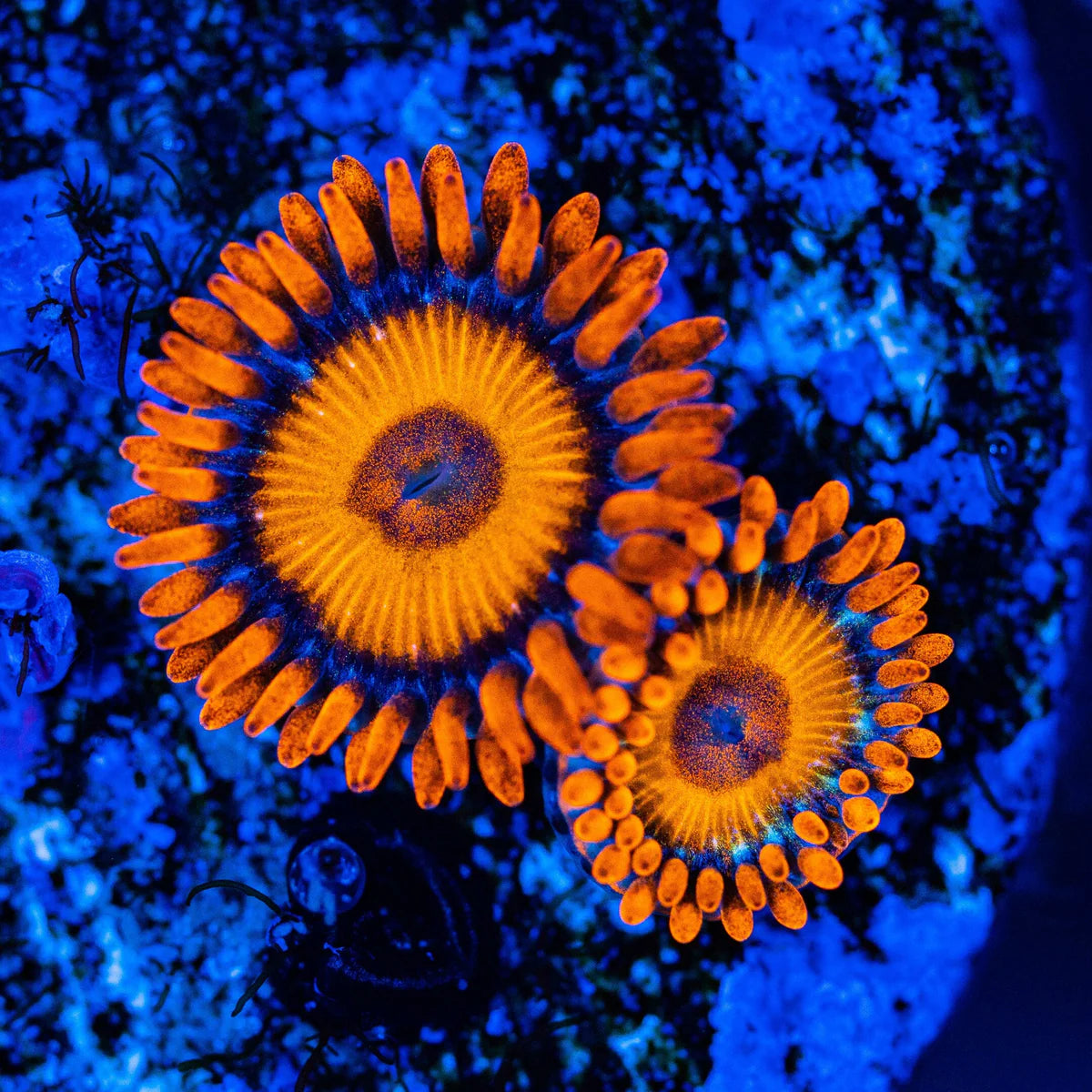 Zoanthid Variety Pack - A Reef Lounge Coral 