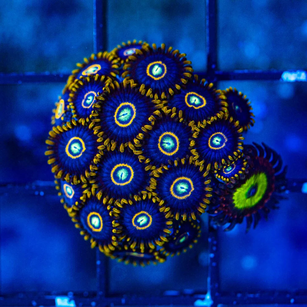 Zoanthid Variety Pack - C Reef Lounge Coral 