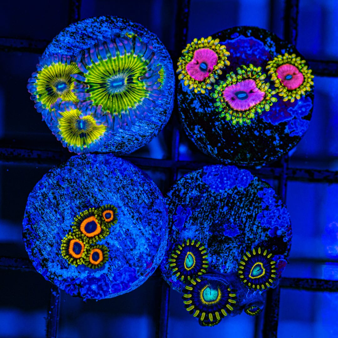 Zoanthid Variety Pack - C Reef Lounge Coral 