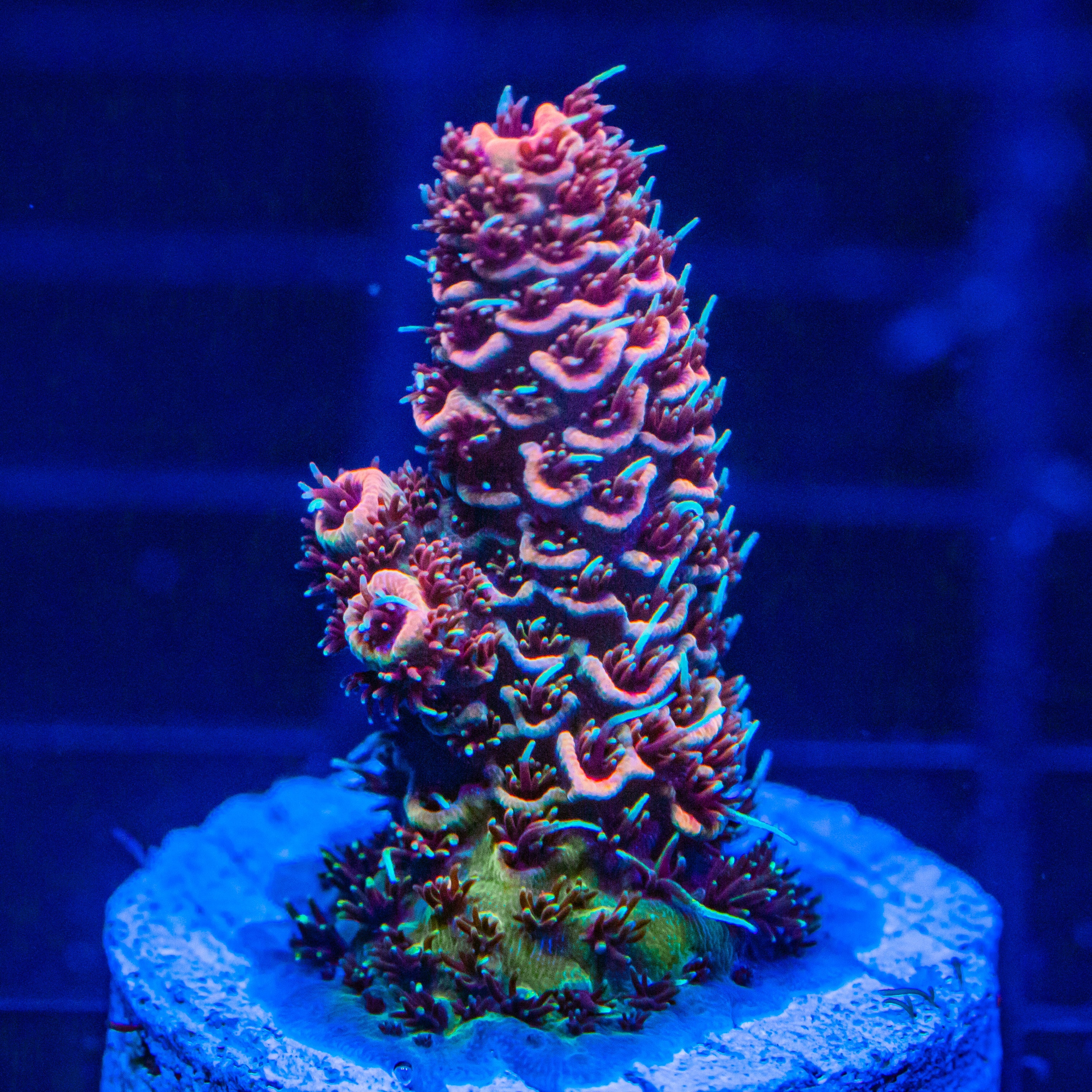 4x Reef Lounge Acropora Pack #1 SPS Coral Reef Lounge USA 