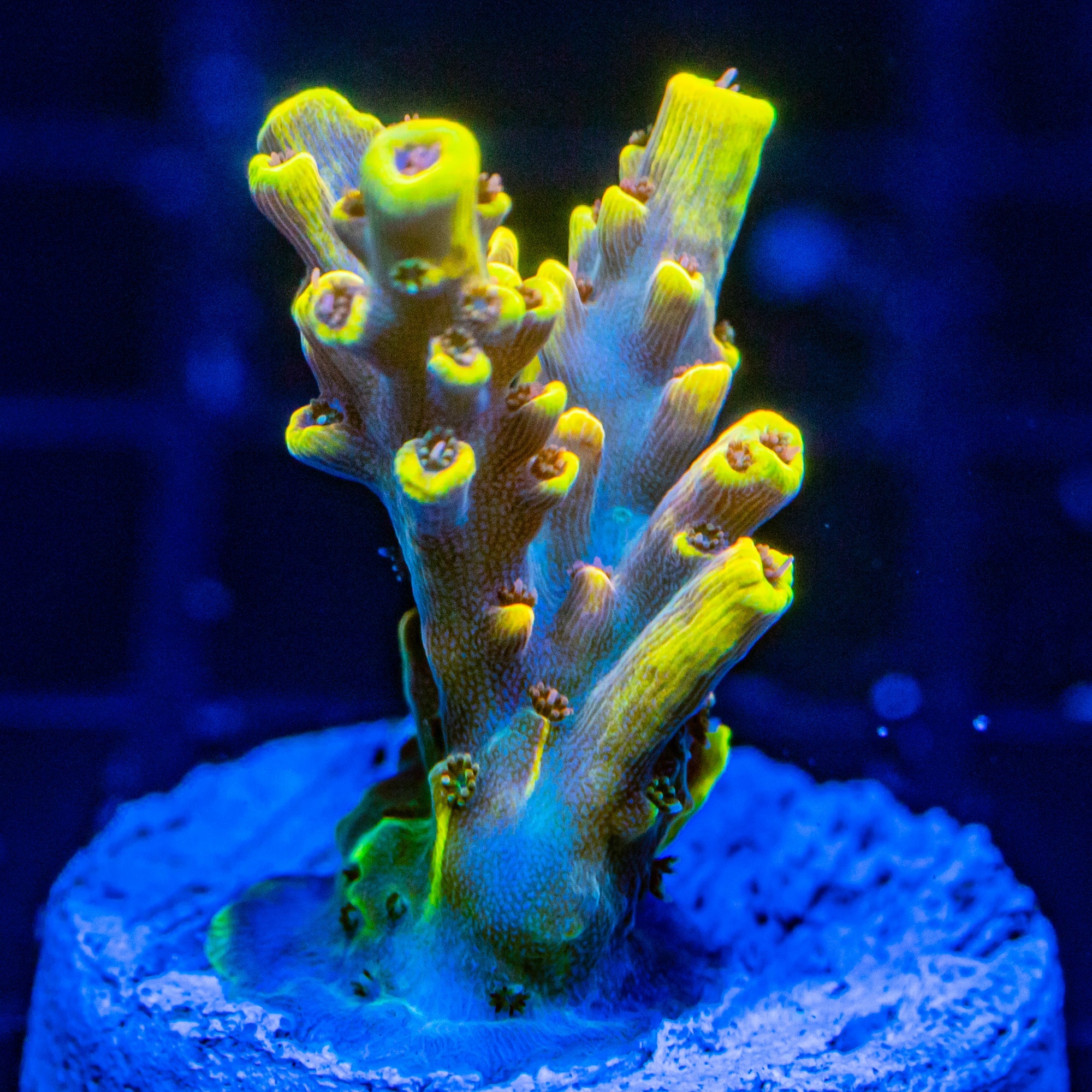 4x Reef Lounge Acropora Pack #2 SPS Coral Reef Lounge USA 