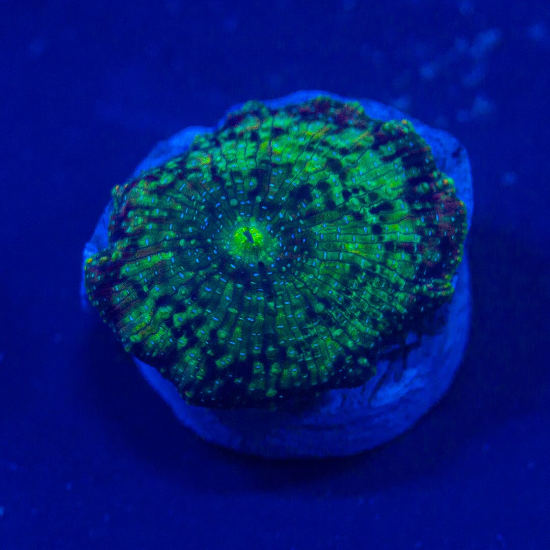 ALMOST WYSIWYG - Green Discosoma Reef Lounge Norco 