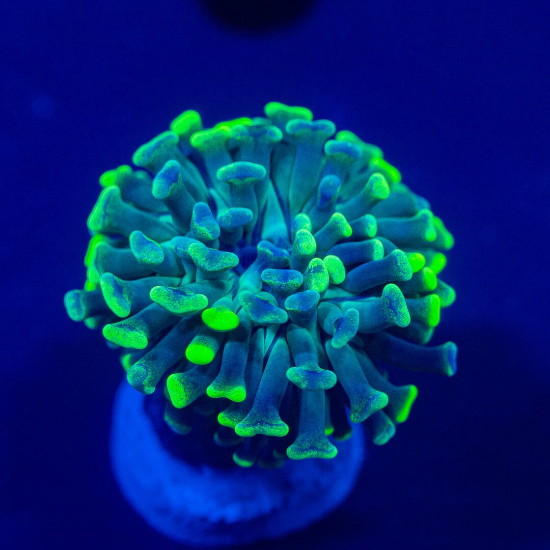 ALMOST WYSIWYG - Neon Green Spatter Branching Hammer Reef Lounge Norco 