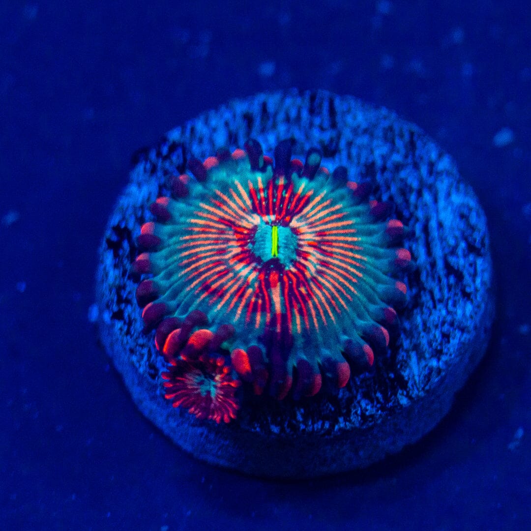 ALMOST WYSIWYG - Zoa Pack #2 Reef Lounge Norco 