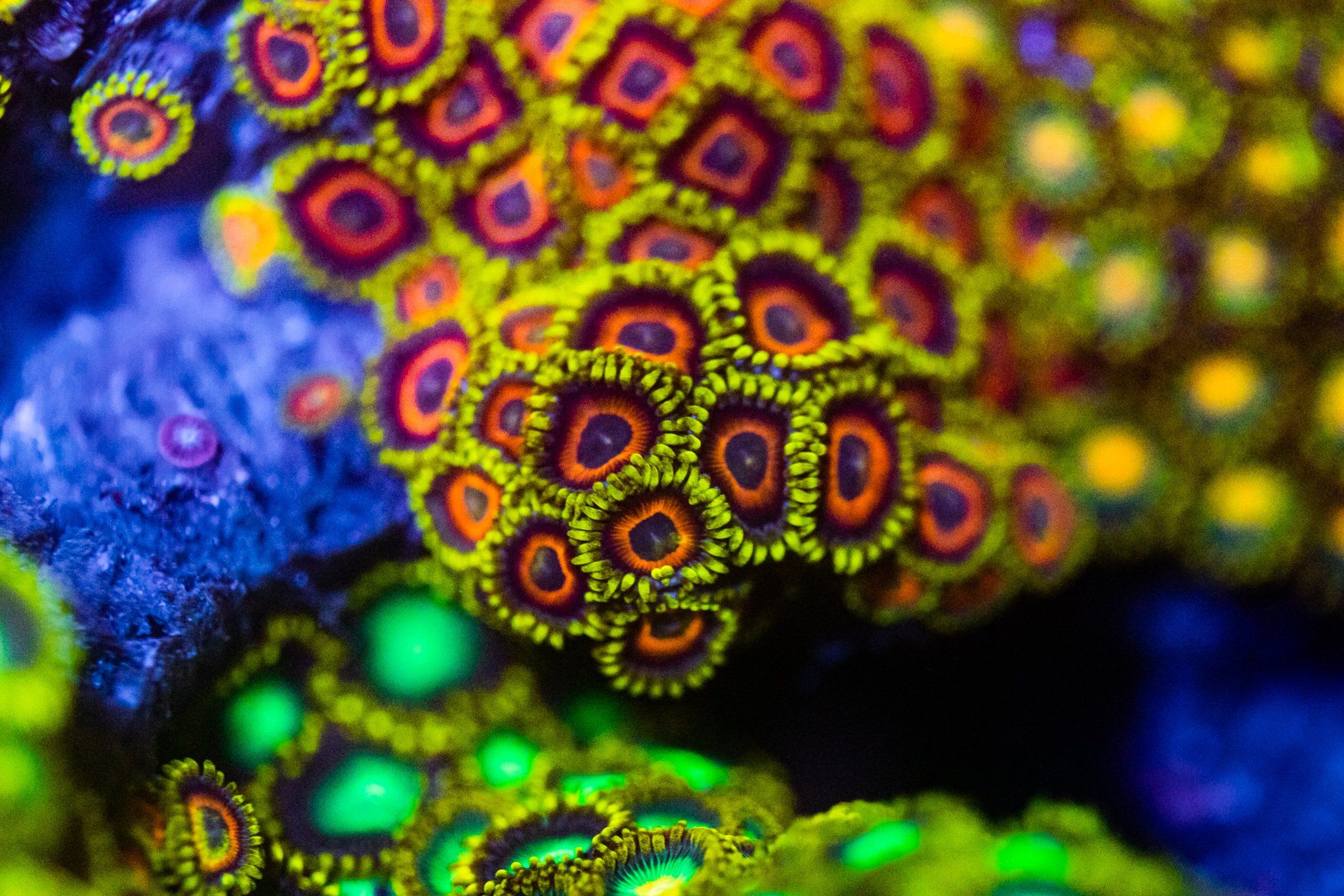 Assorted Zoanthid Frags Zoanthids Reef Lounge USA 