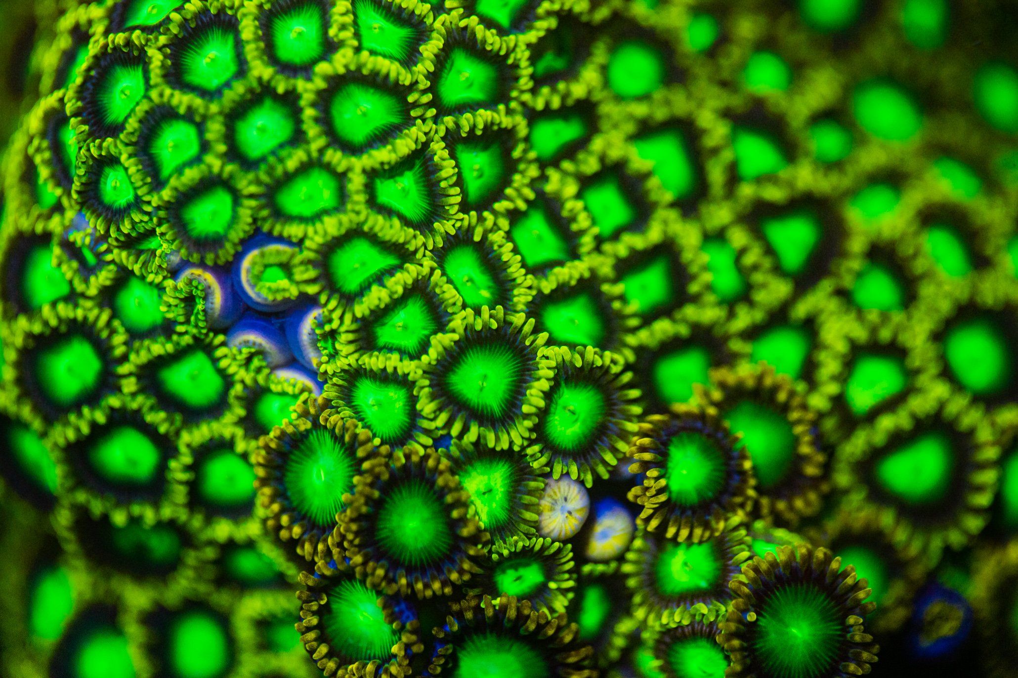 Assorted Zoanthid Frags Zoanthids Reef Lounge USA 