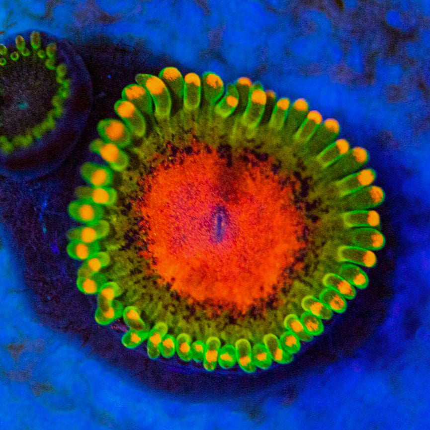Awesome Blossom Zoanthids Zoa Reef Lounge USA 