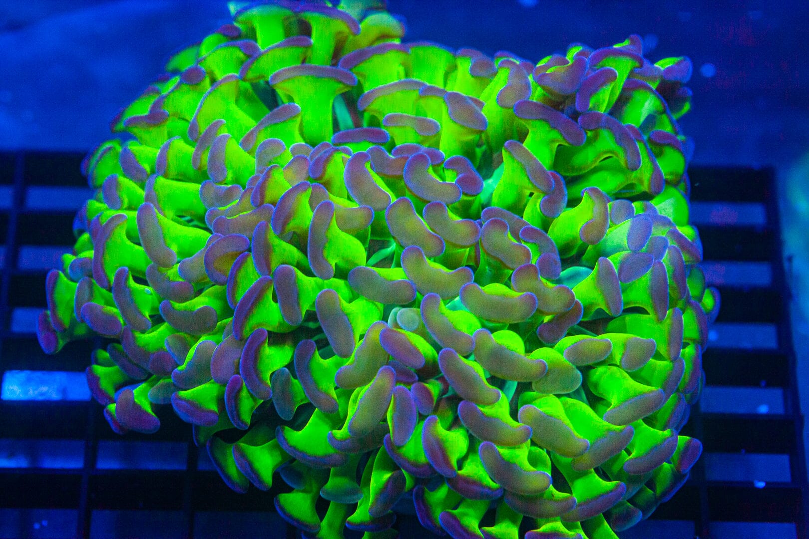 Bi-color Branching Hammer (1 Giant Head) - WYSIWYG Colony Reef Lounge Norco 
