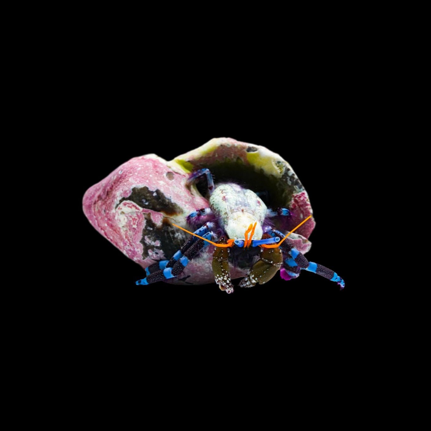 Blue Leg Hermit Crab Reef Lounge USA 