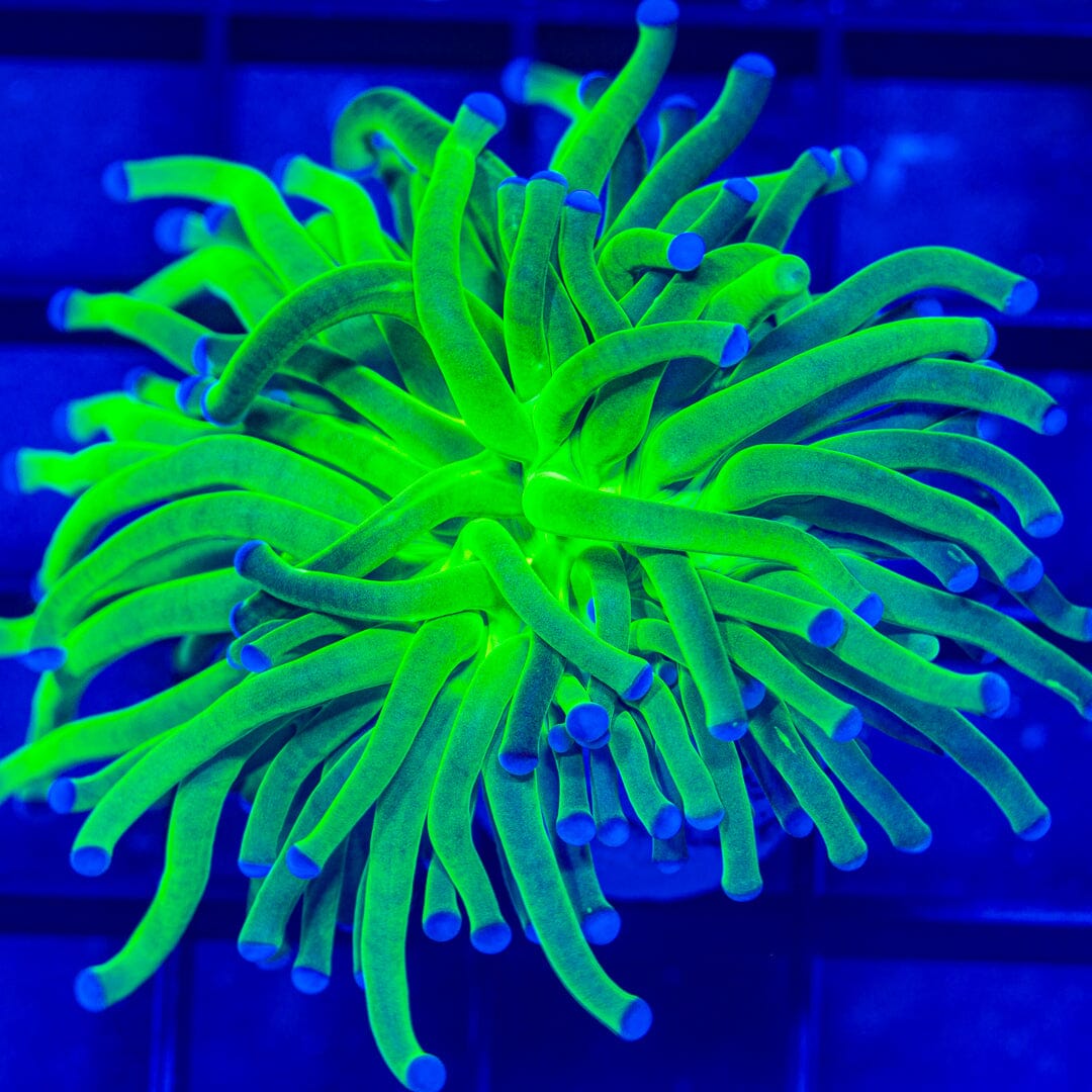Blue Tip Neon Green Torch Torch Reef Lounge USA 