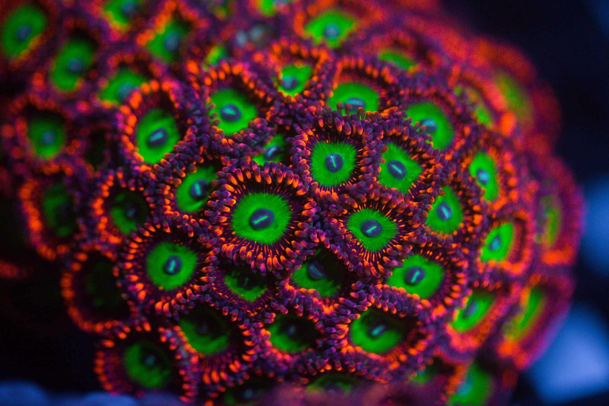 Candy Apple Red Zoa Reef Lounge USA 