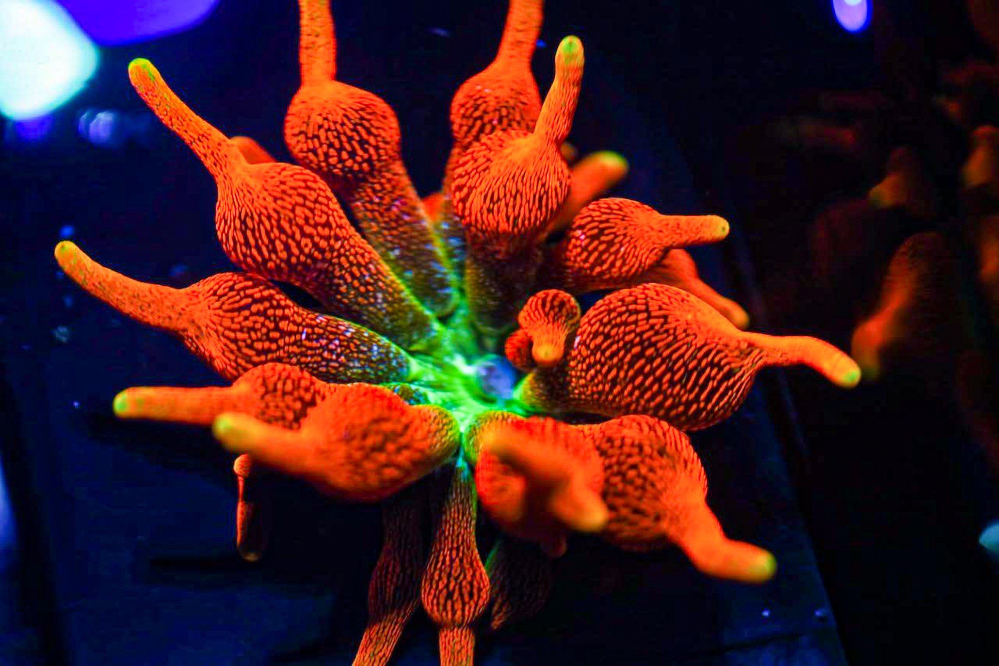 Colorado Sunburst Anemone Invertebrate Reef Lounge USA 
