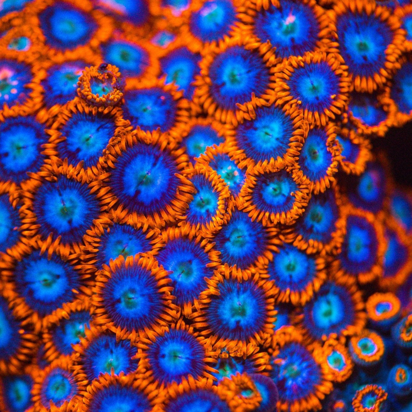 Fire N' Ice Zoanthids Reef Lounge USA 