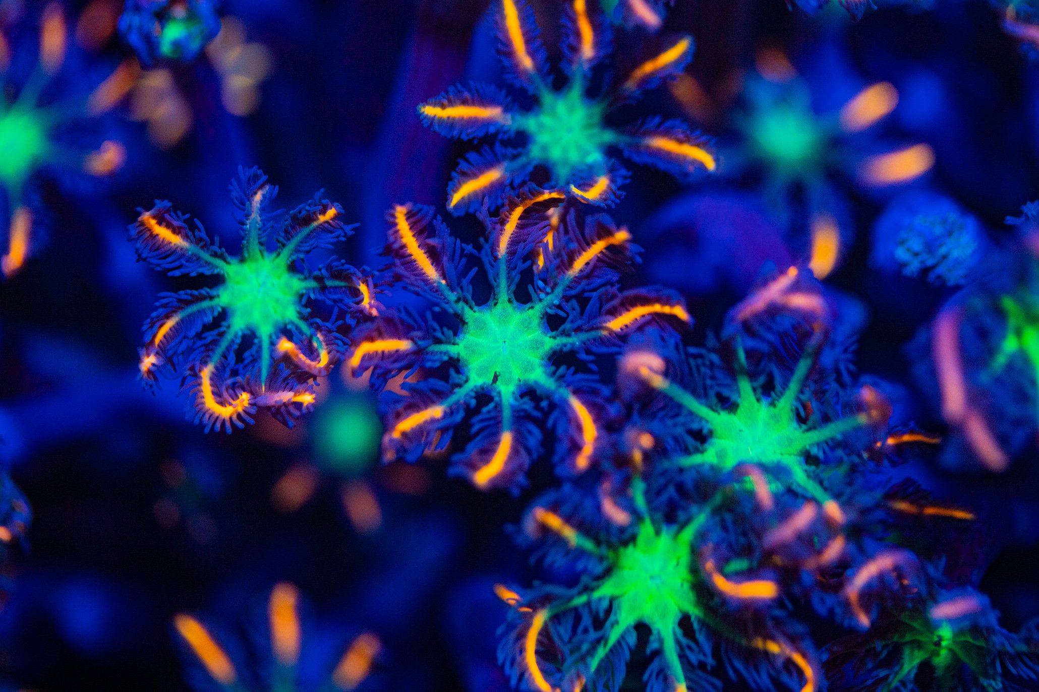 Firework Clove Polyps Soft Coral Reef Lounge USA 