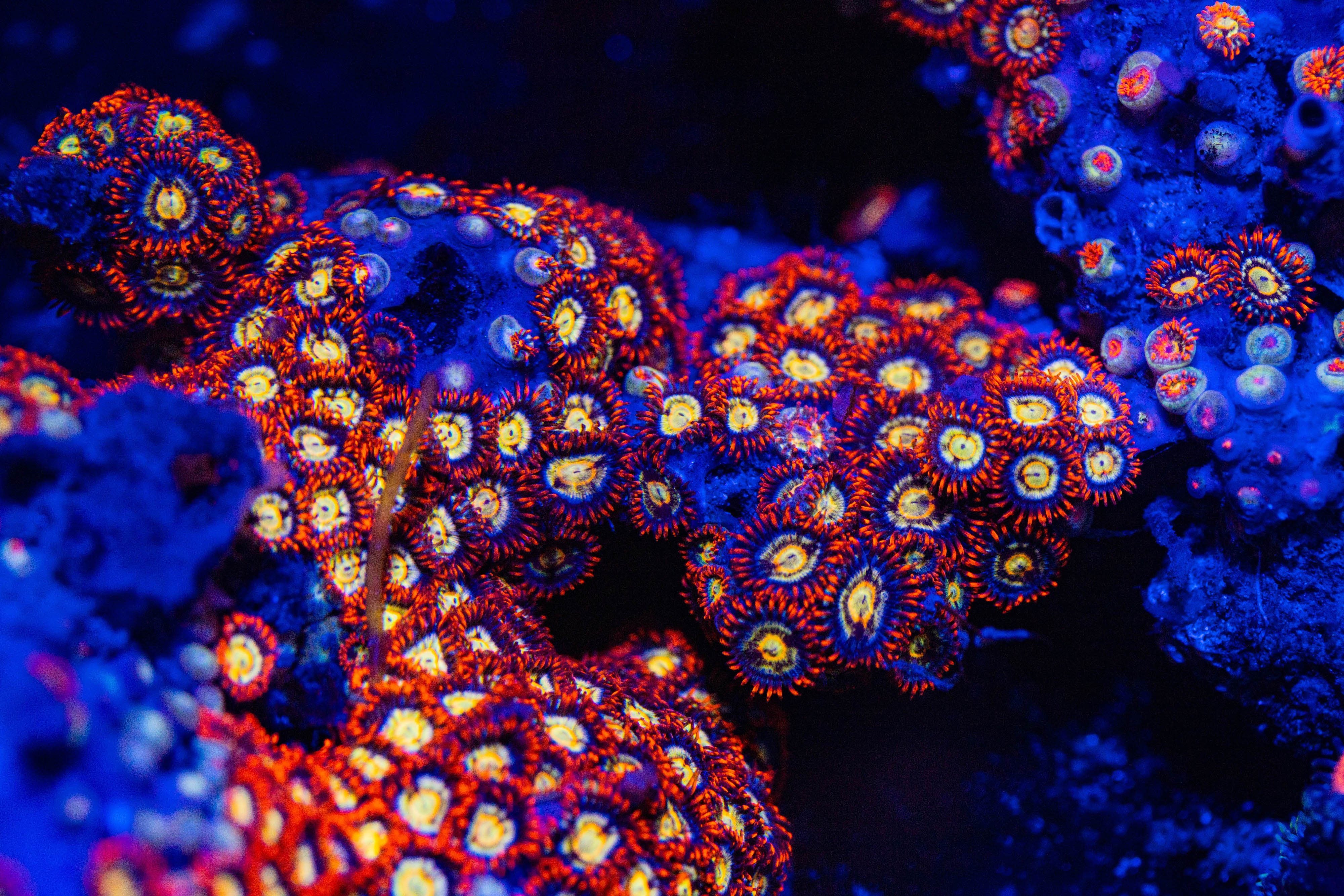 Flaming Taser Zoa