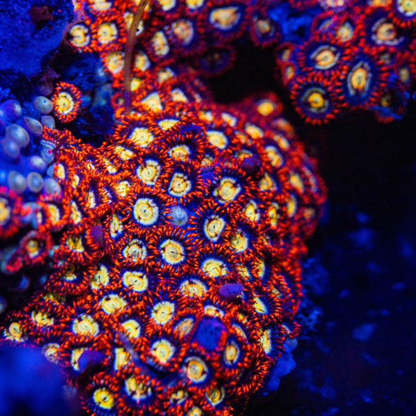 Flaming Taser Zoa