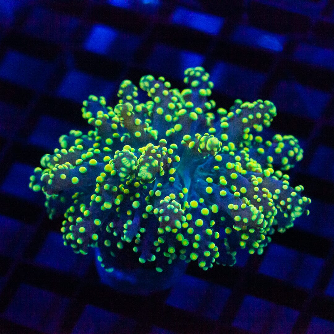 Gold Octospawn - Almost WYSIWYG Frag Reef Lounge Norco 