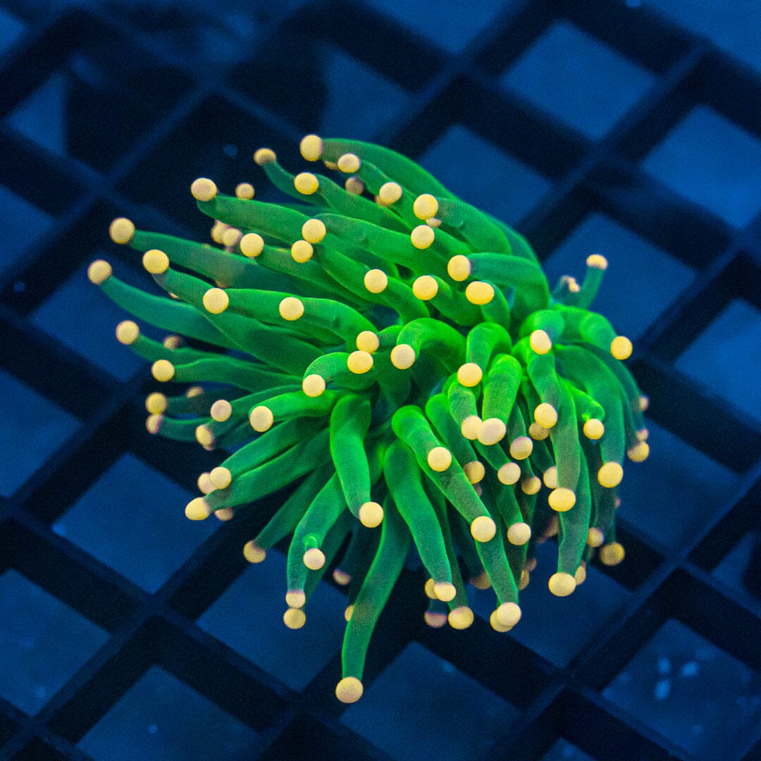 Gold Tip Neon Green Torch Torch Reef Lounge USA 