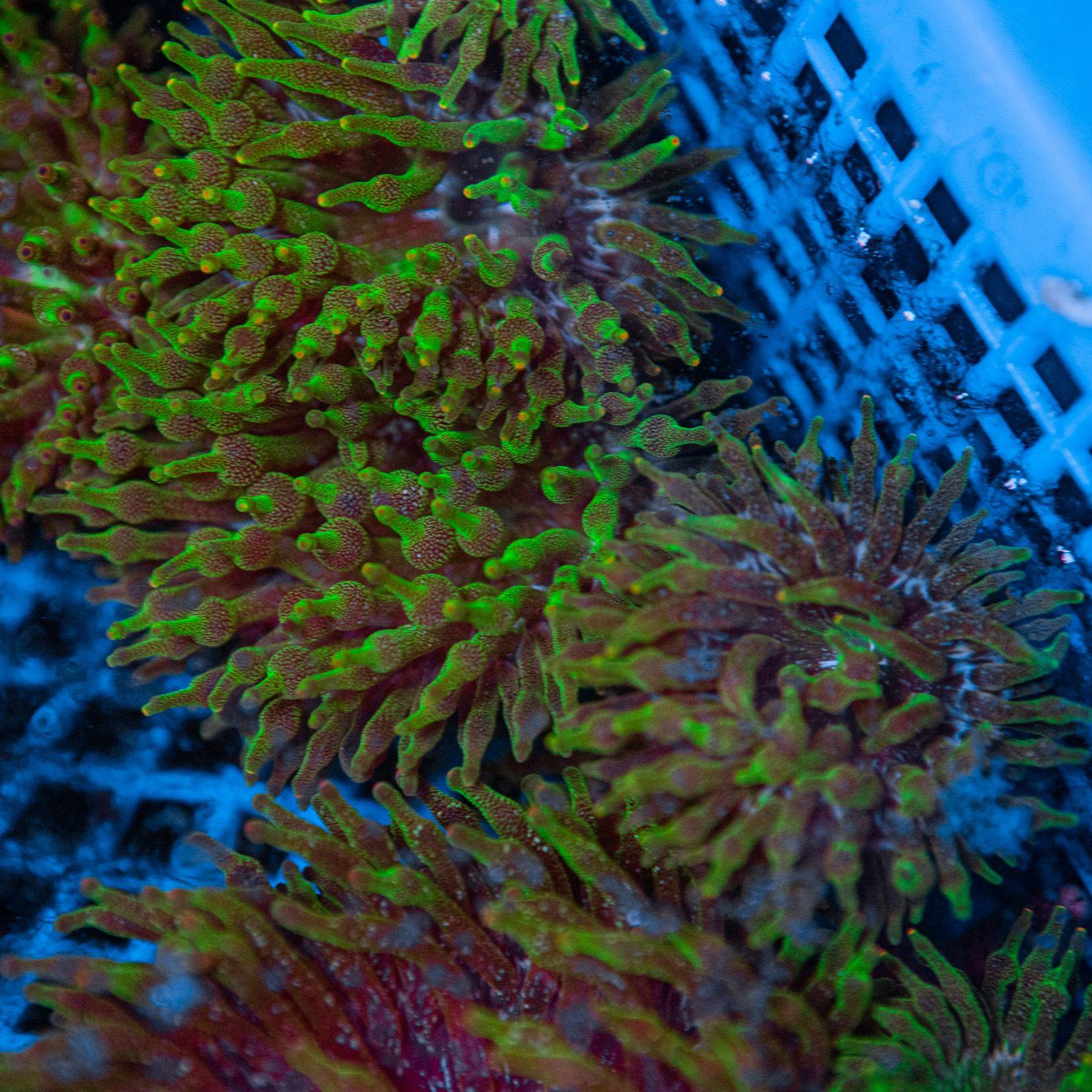 Green Bubble Tip Anemone Anemone Reef Lounge USA 