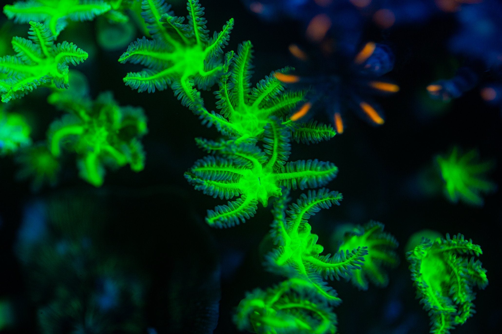 Green Clove Polyps Soft Coral Reef Lounge USA 