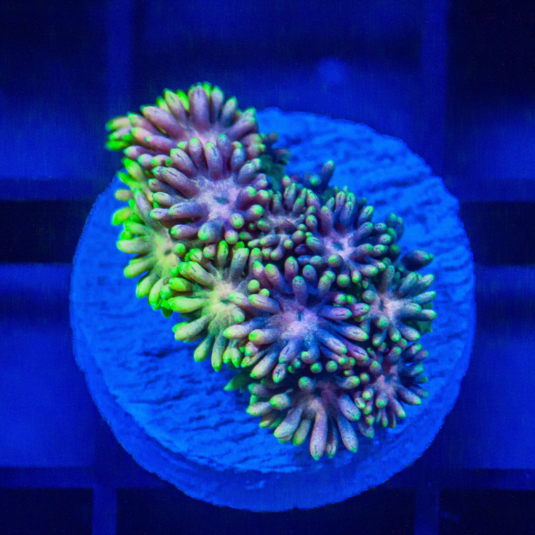 Green Nebula Goniopora - WYSIWYG Frag Reef Lounge Norco 