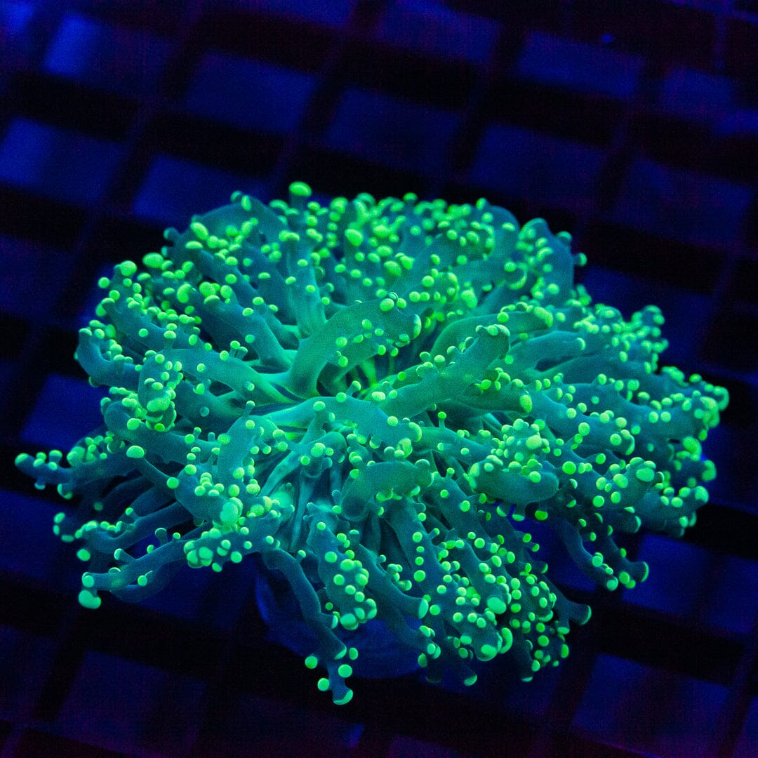 Green Octospawn - Almost WYSIWYG Frag Reef Lounge Norco 