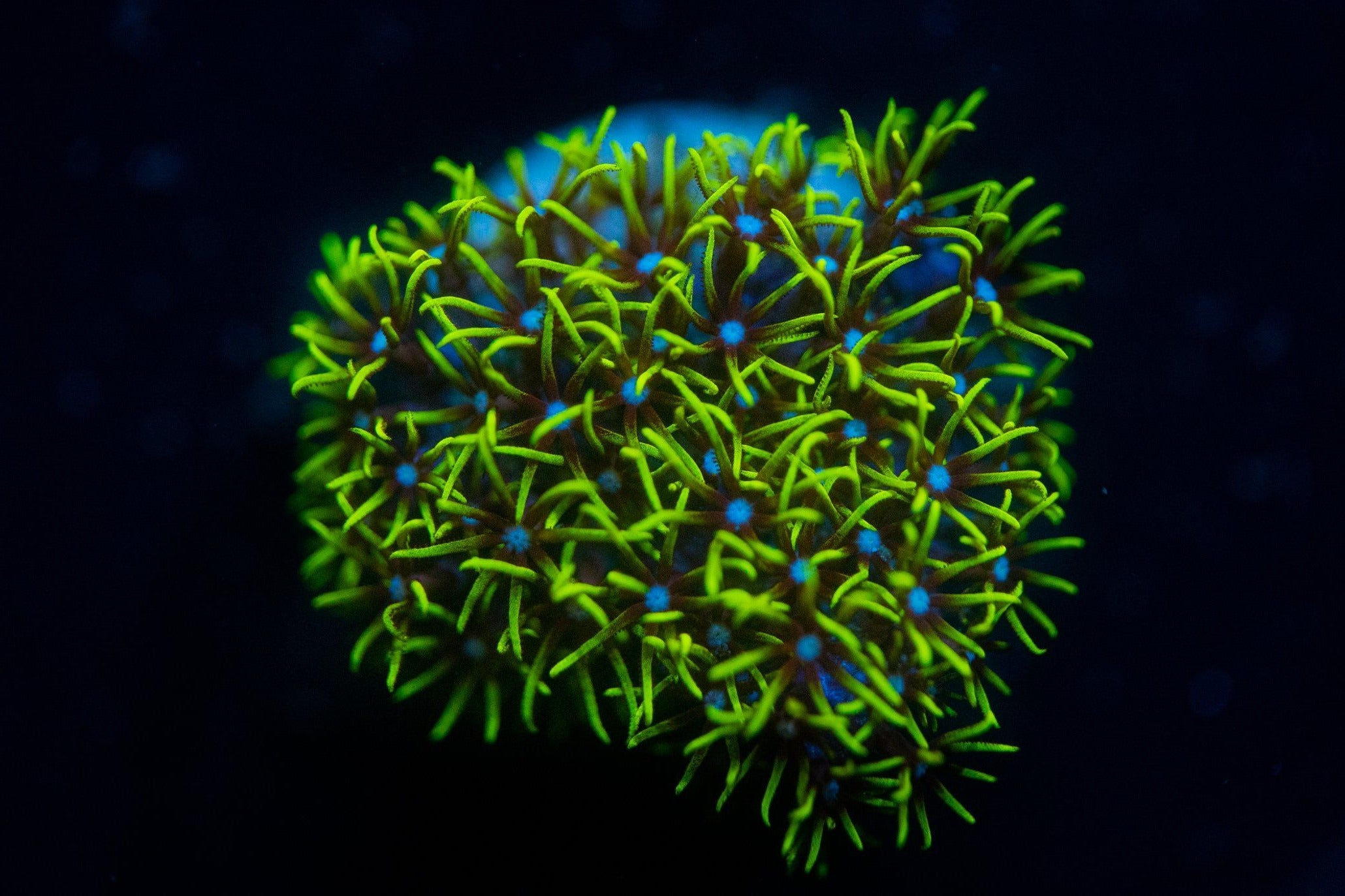 Green Star Polyp Soft Coral Reef Lounge USA 