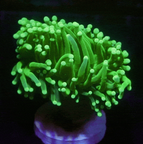 Green Torch Torch Reef Lounge USA 