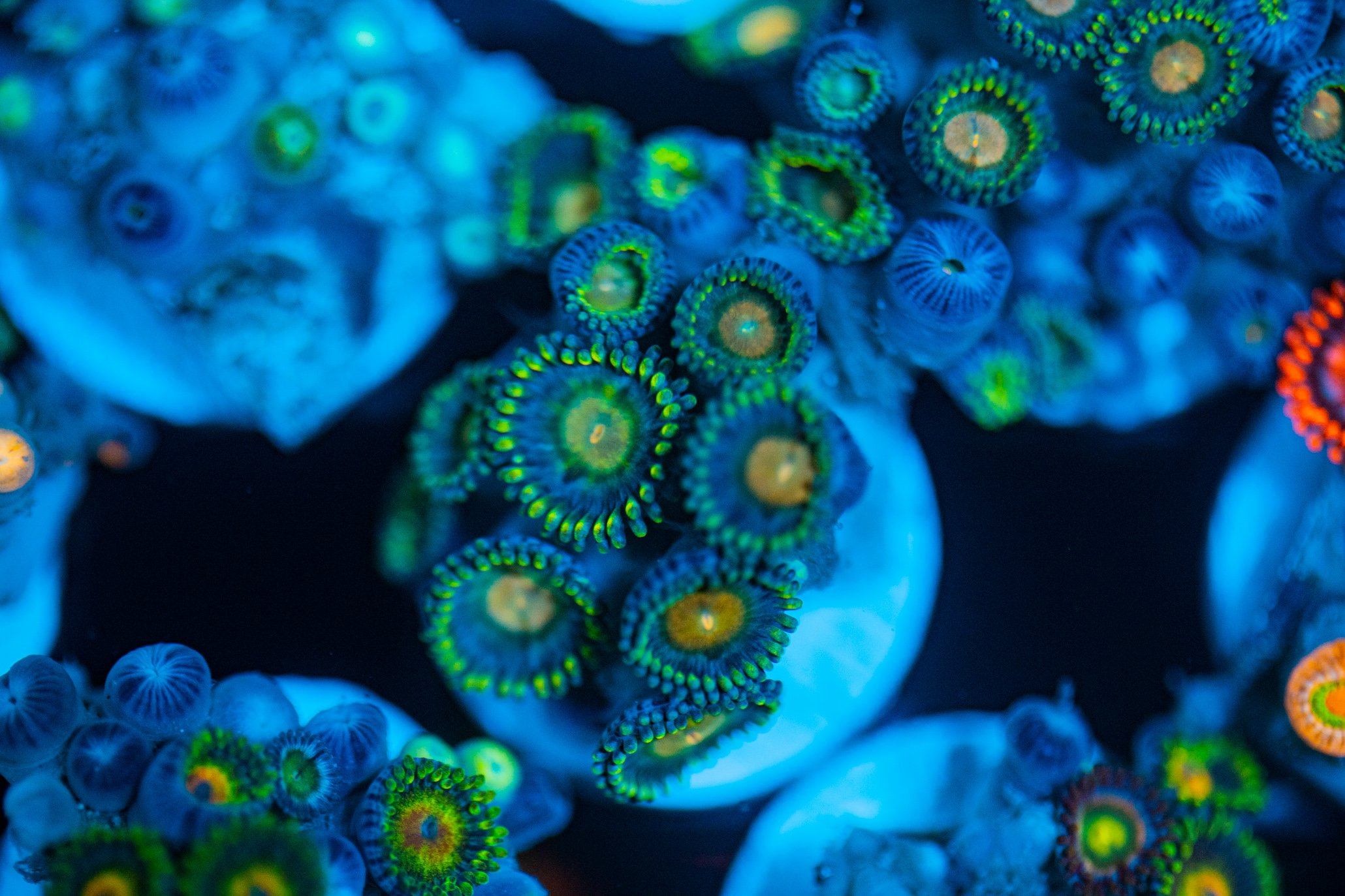 Green/Blue Zoa (5+ polyps) Reef Lounge USA 