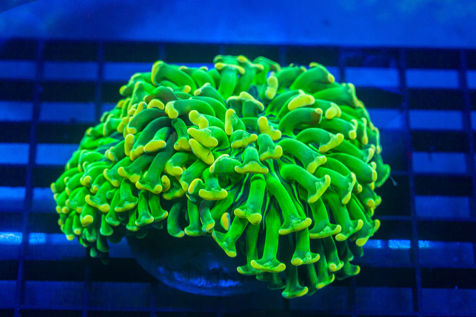 Green/Yellow Branching Hammer (1 Giant Head) - WYSIWYG Colony Reef Lounge Norco 