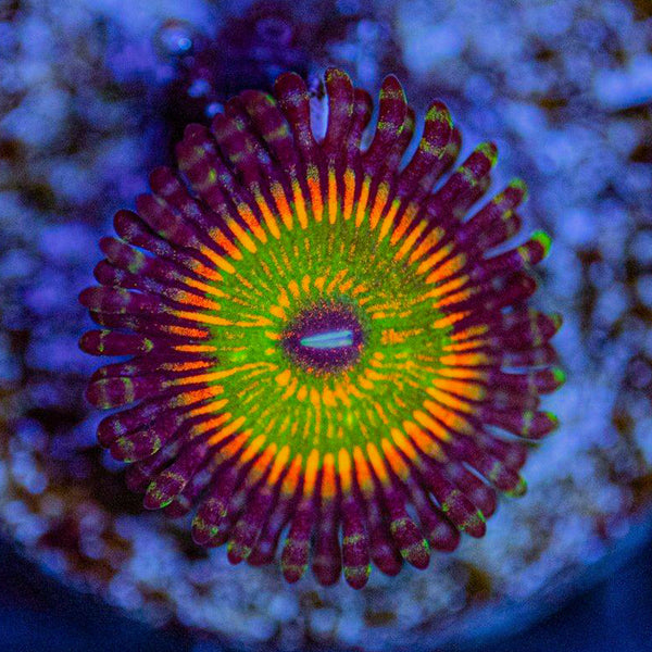 ZOA Blue Hornet Zoanthids | Buy Live Coral for Sale - Vivid