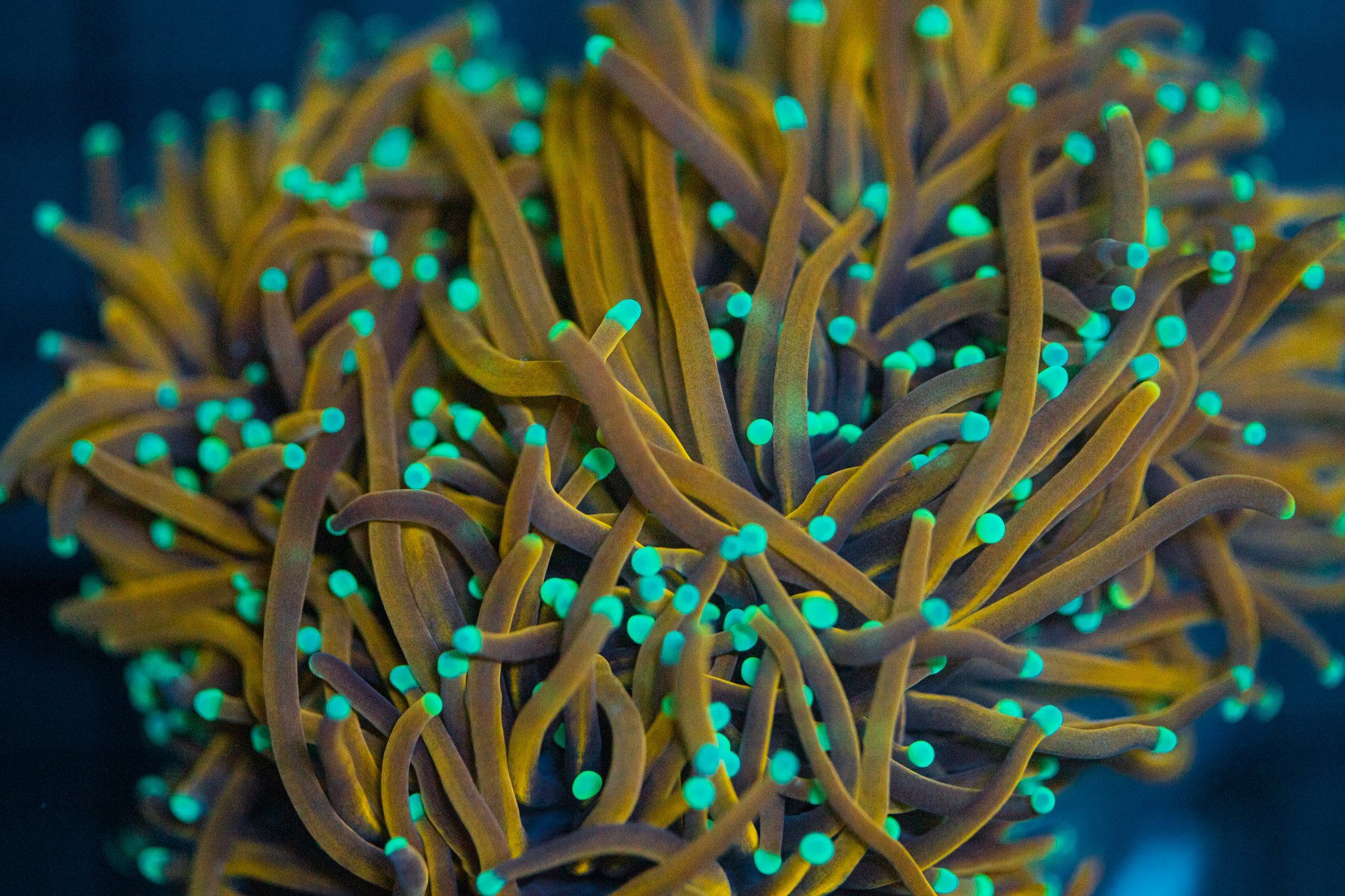 Indo Gold Teal Tip Torch Reef Lounge USA 